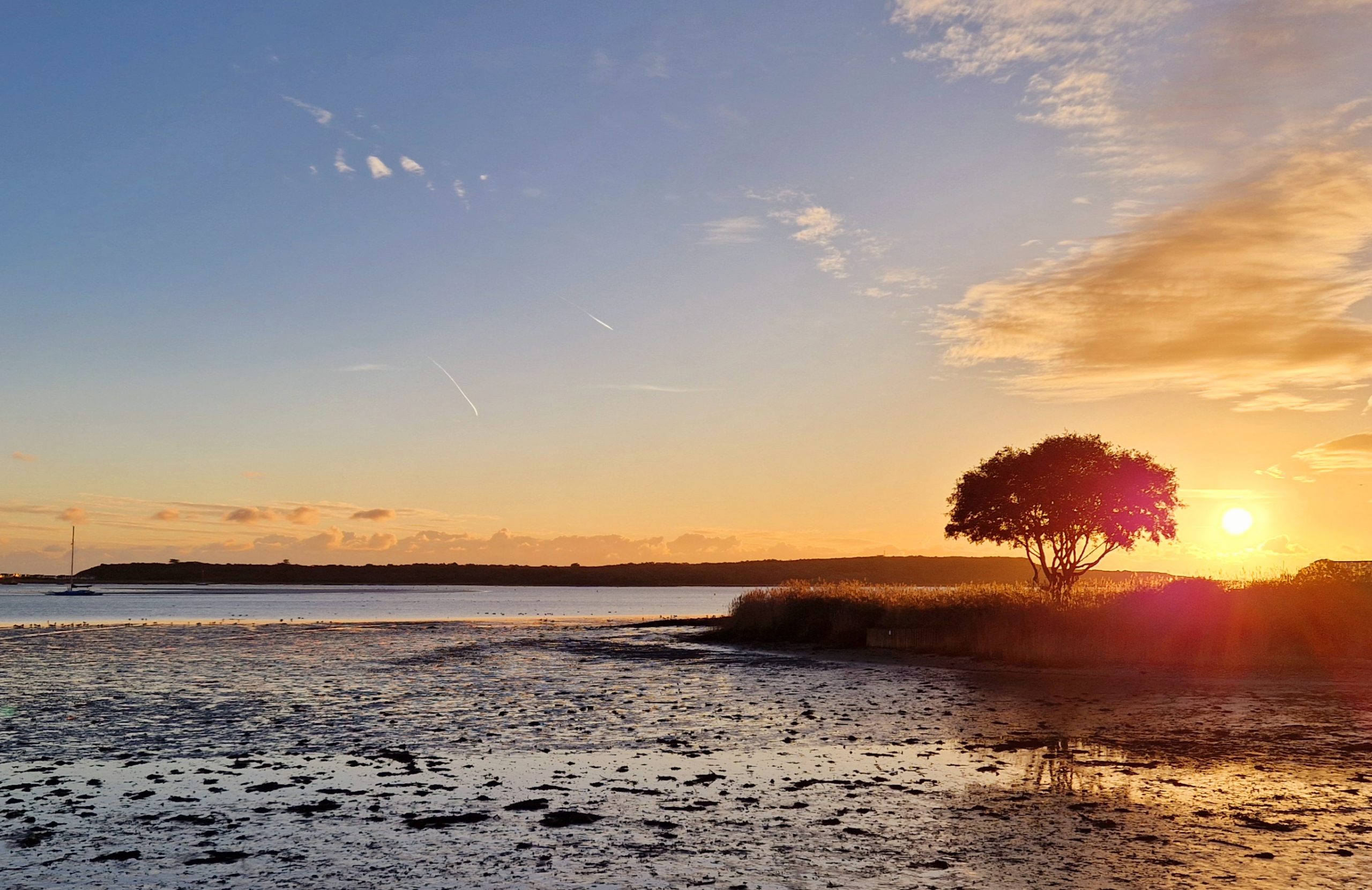 Tree of Life Your Own True Nature